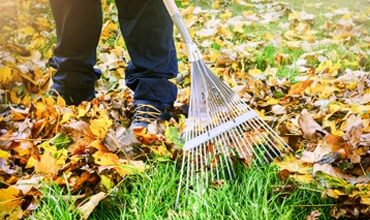 leaf cleaning service